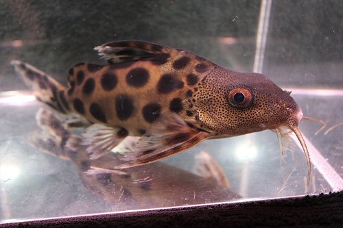 Synodontis sp. (SC013)