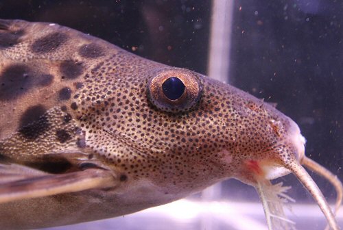 Synodontis sp. (SC013) = head view