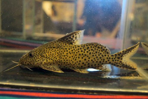 Synodontis sp. (SC014)