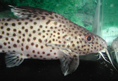 Synodontis sp. (SC015) = head view