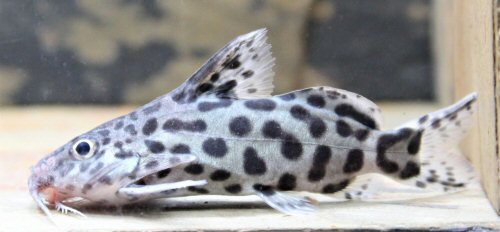 Synodontis sp. (SC016)