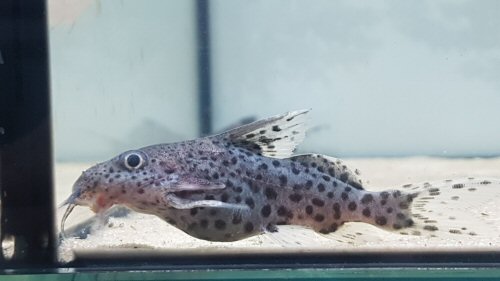 Synodontis sp. (SC016)