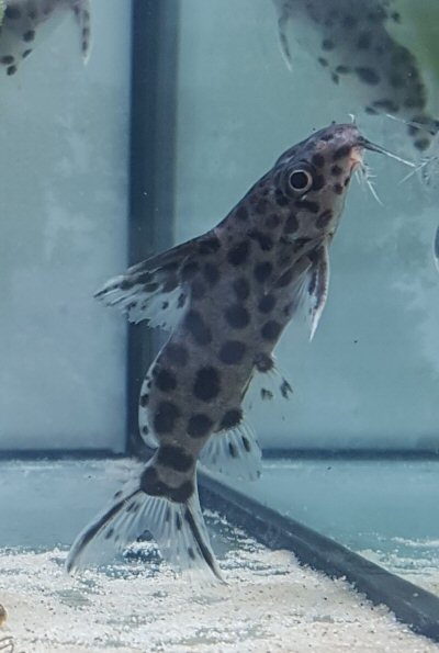 Synodontis sp. (SC016)