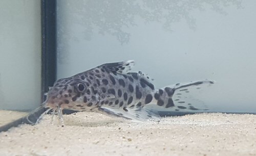 Synodontis sp. (SC016)