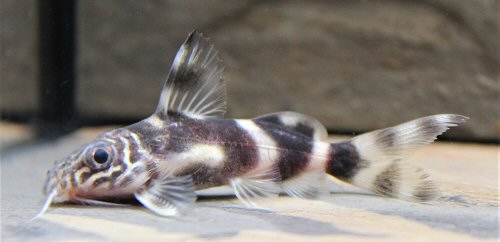 Synodontis sp. (SC017)