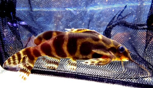 Synodontis sp. (SC018)