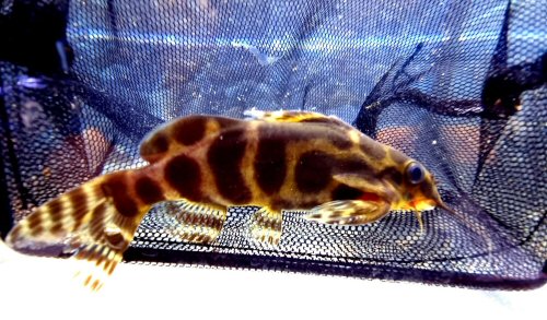 Synodontis sp. (SC018)