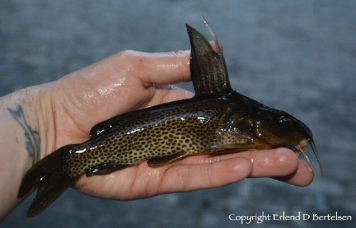 Synodontis vanderwaali