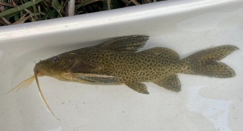 Synodontis vanderwaali