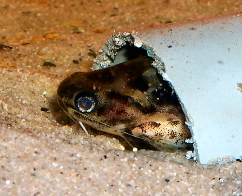 Trachelyichthys exilis = close up of head