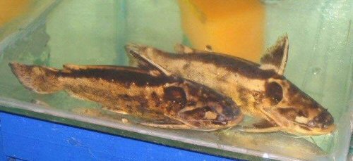 Trachelyopterus albicrux