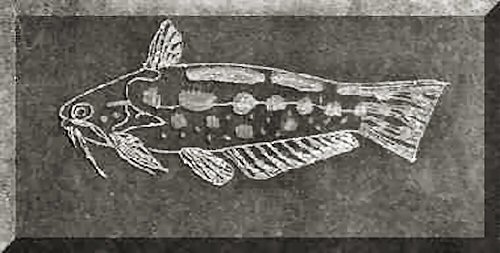 Trachelyichthys exilis = Glass Art