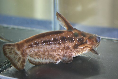 Trachelyichthys exilis