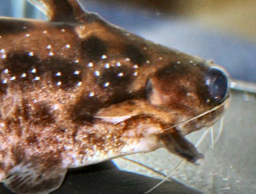 Trachelyichthys exilis = close up of head