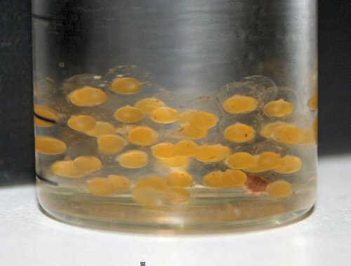 Duringlanis perugiae = mass of eggs