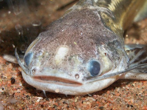 Trachelyopterichthys taeniatus = head view