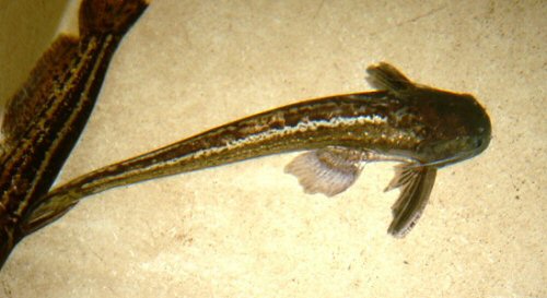 Trachelyopterichthys taeniatus