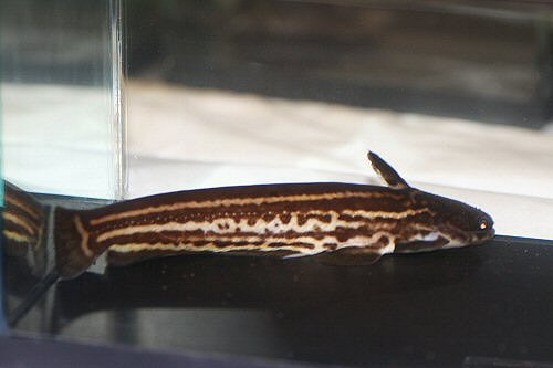 Trachelyopterichthys taeniatus