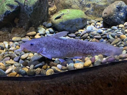 Tandanus tandanus = Cairns Aquarium, Australia