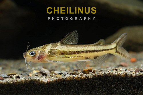 Tachysurus argentivittatus