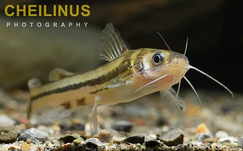 Tachysurus argentivittatus = head view