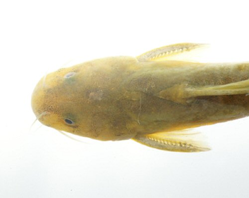 Tachysurus flumendraco = Holotype-Dorsal head view-Wu river basin, Nantou County, Taiwan