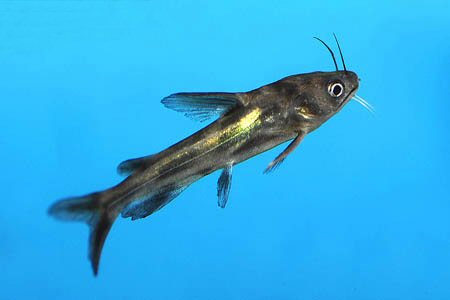 Tachysurus fulvidraco