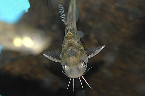 Tachysurus fulvidraco = head view