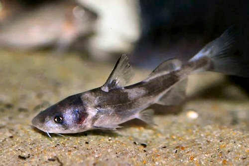 Tachysurus dumerili = juvenile