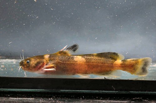 Tachysurus truncatus