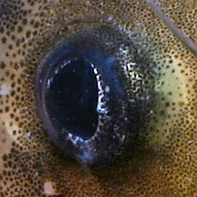 Tachysurus virgatus = Close up of eye