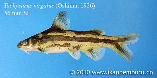 Tachysurus virgatus = From a stream near Beilun river at the border of China and Vietnam