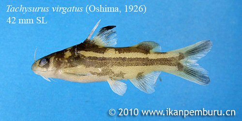 Tachysurus virgatus = From a stream near Beilun river at the border of China and Vietnam