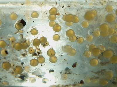 Tatia intermedia = Eggs-laid under a piece of wood