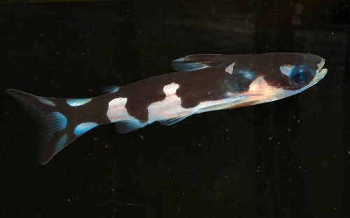 Centromochlus orca