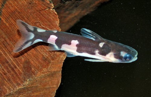 Centromochlus orca