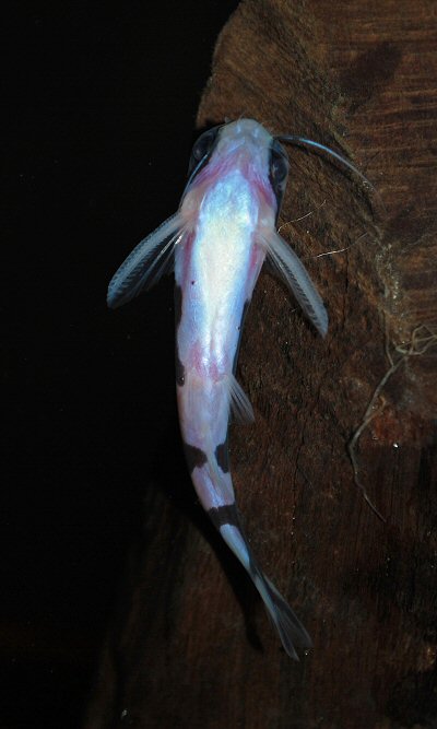 Centromochlus orca = ventral view