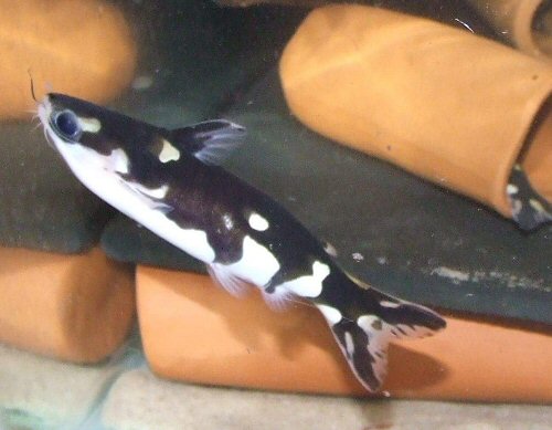 Centromochlus orca