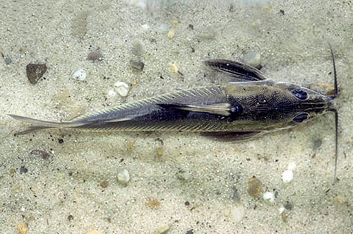 Tenellus ternetzi  = dorsal view