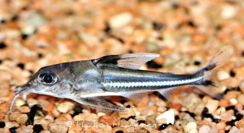 Tenellus trimaculatus