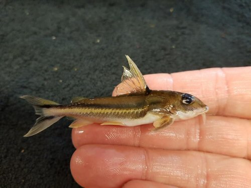 Tenellus trimaculatus