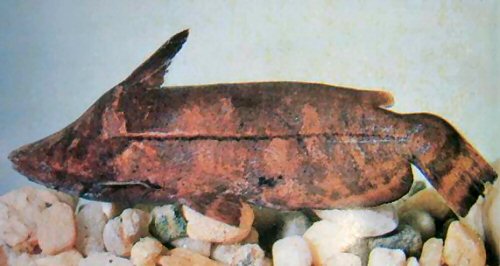 Tetranematichthys wallacei