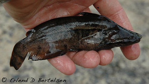 Tetranematichthys wallacei = Rio Tapiche Peru. i