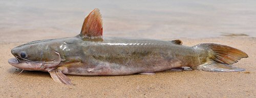 Tocantinsia piresi = from the Rio Xingu