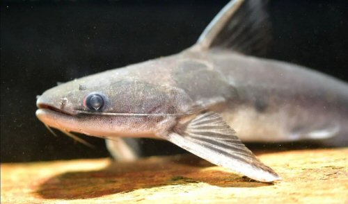 Tocantinsia piresi = head view