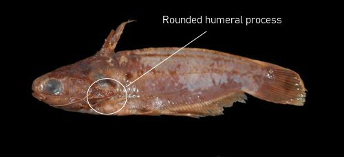 Trachelyichthys decaradiatus = Holotype-Rounded humeral process