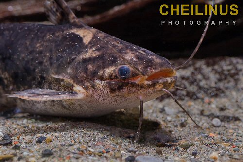 Trachelyopterus albicrux = head view