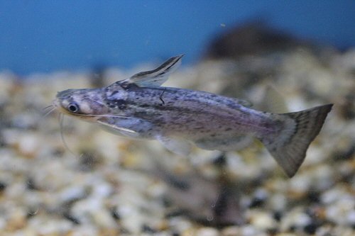 Trachelyopterus fisheri