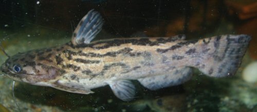 Trachelyopterus lucenai = Cerro Largo Department-Uruguay