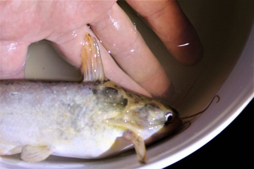 Trachelyopterus lucenai = Head view-Gral Obligado, Santa Fe, Argentina